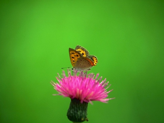 ルイアームストロングの蝶.jpg